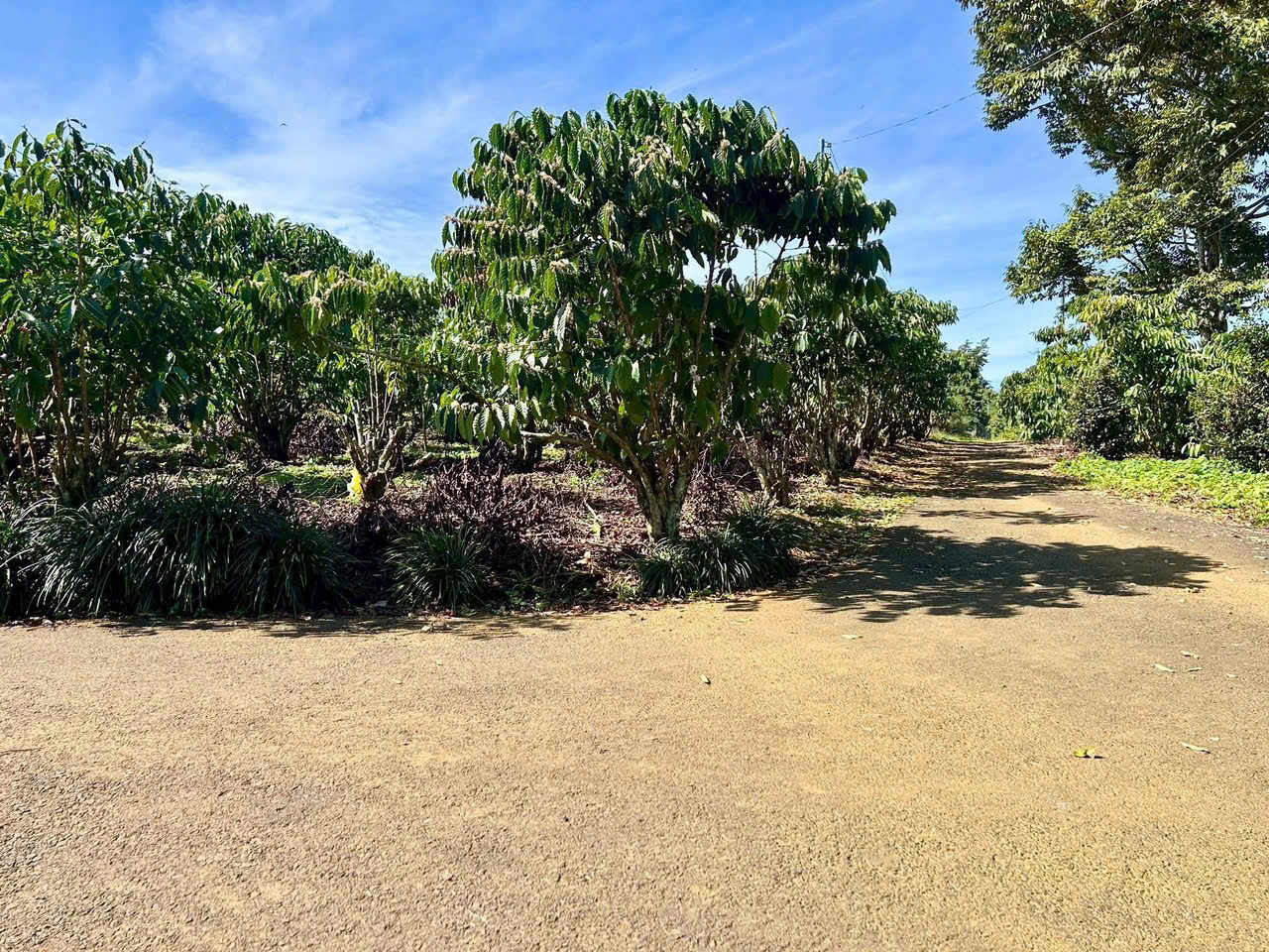 Đất nền Bảo Lộc